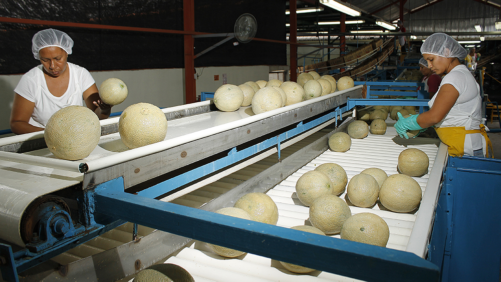 CFC-Cantaloupes-Guatemala packing