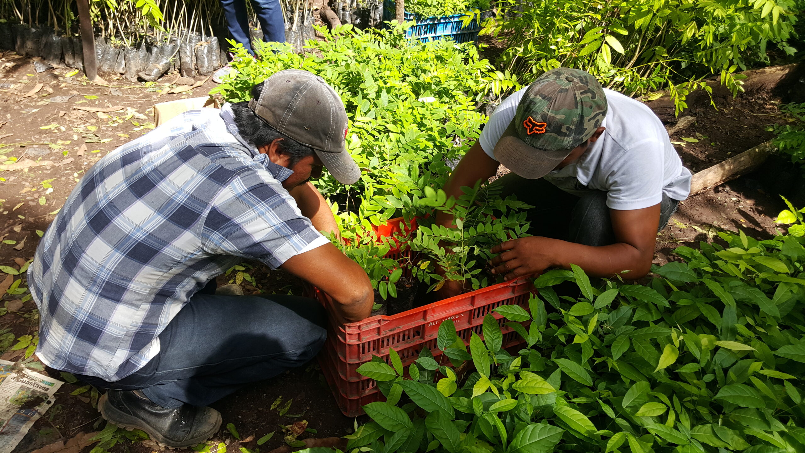 CFC Guatemala-reforestation 3