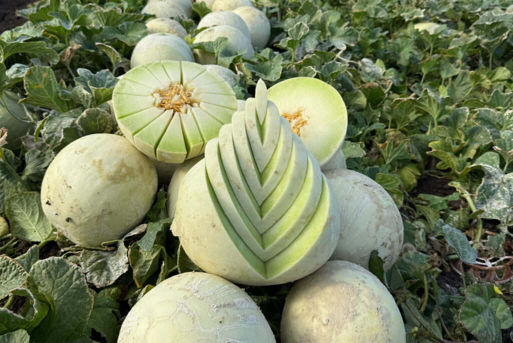 CFC-Honeydew creative_cropped