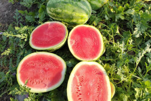CFC-Large Watermelon fancy_cropped