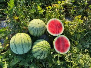CFC-Personal Watermelon fancy